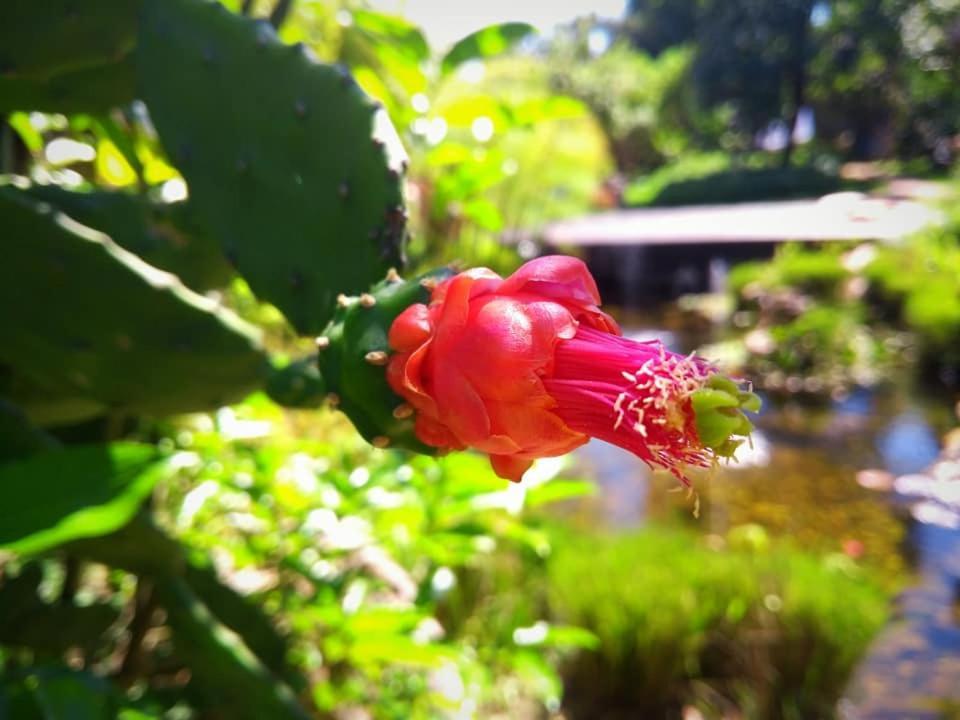 Pousada Paralelo 14 Alto Paraíso de Goiás エクステリア 写真